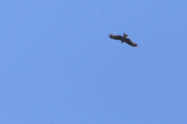 Bird2015 43