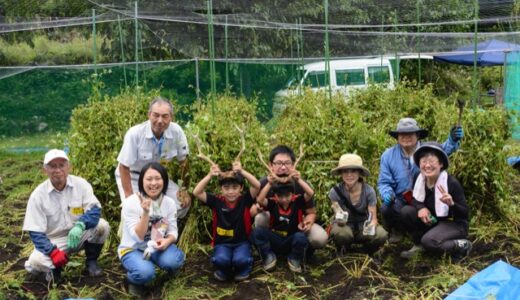【2015⑮ 栗山そば刈取り体験レポ】子供も夢中になる秋の収穫。地元スタッフとの楽しい作業が好評