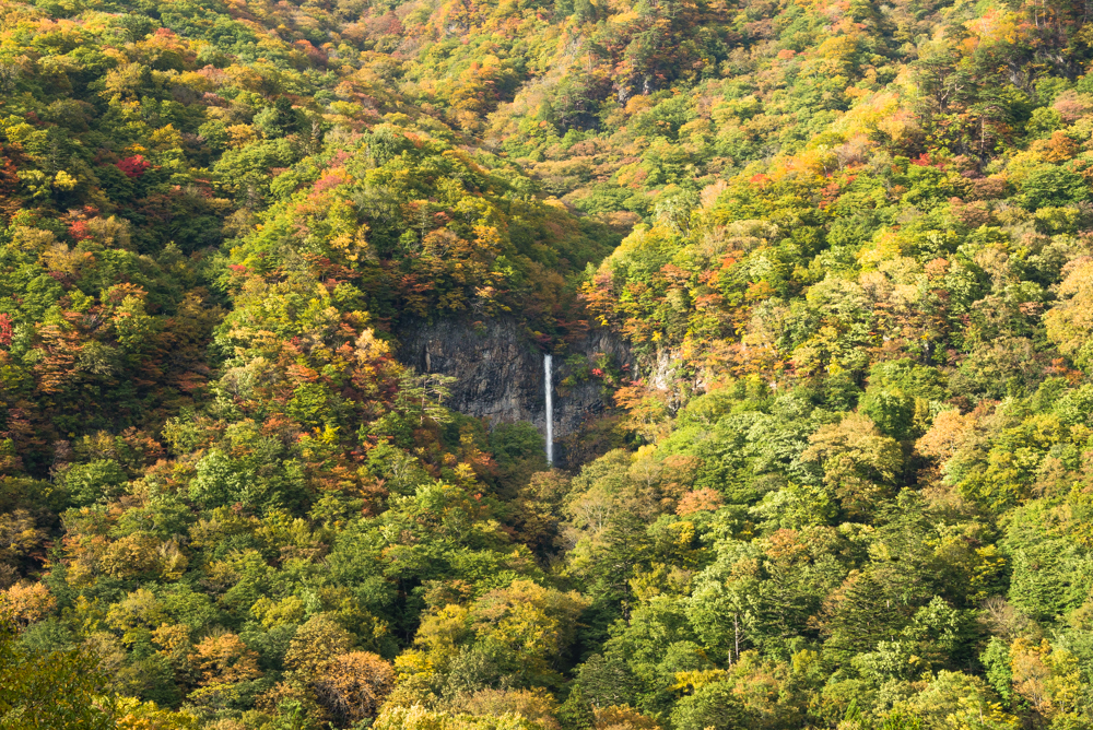 ハッピー唐滝(紅葉)